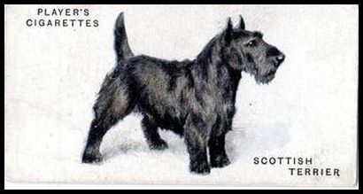 47 Scottish Terrier